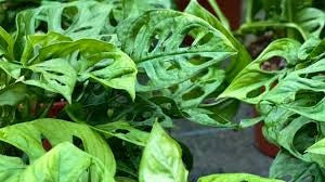 MONSTERA ADANSONII MONSTERA ‘MONKEY MASK’ FOTO REALI H 100CM