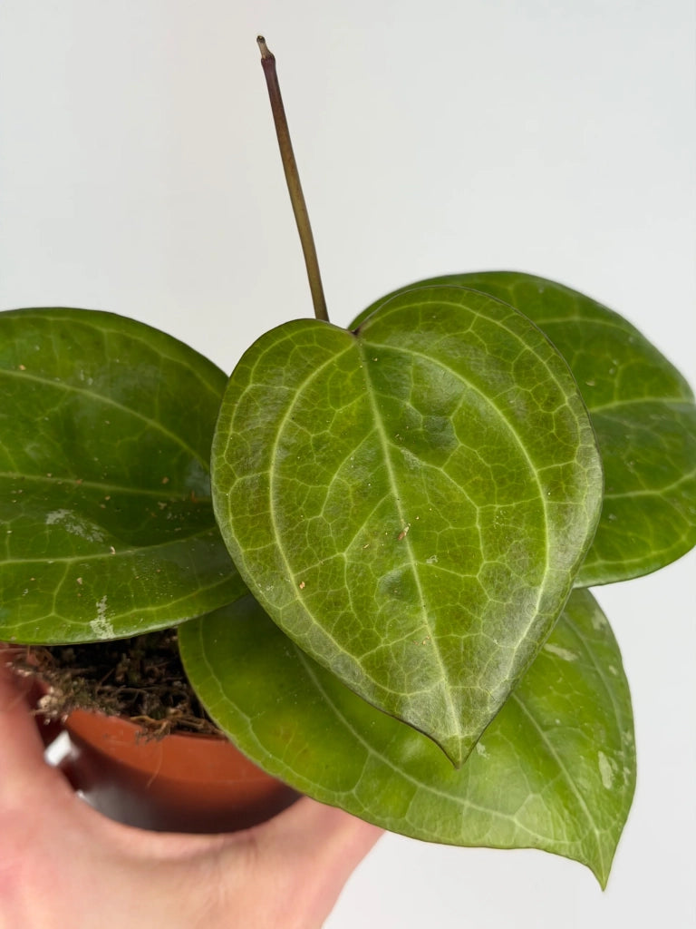 Hoya Overing Sarawak Cream Pianta Tropicale da Collezione Vaso 10,5