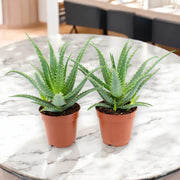 Gardenaria Aloe arborescens - Pianta da interno ornamentale Altezza: 35 cm (vaso 17)