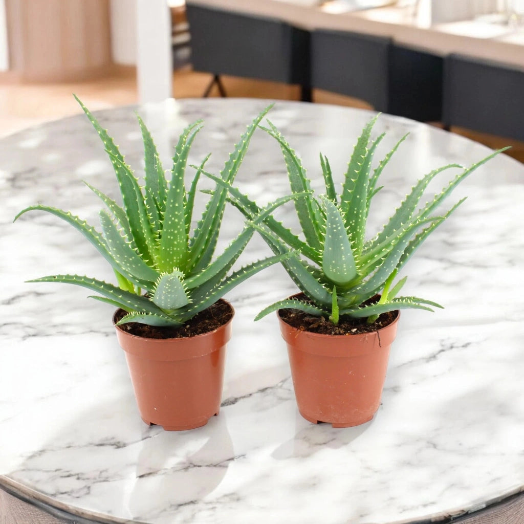 Gardenaria Aloe arborescens - Pianta da interno ornamentale Altezza: 35 cm (vaso 17)