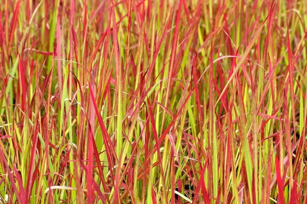 Gardenaria Imperata cylindrica 'Red Baron' - Graminacea ornamentale da esterno Altezza: 40 cm (vaso 17)