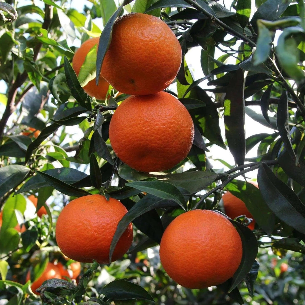 Gardenaria Clementino - Citrus clementina - Pianta di agrume da frutto in vaso Altezza: 125/140 cm (vaso26)
