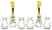 Vasi di vetro per fiori con corda di seta, 6 pezzi, vasi moderni per hyacinti con vasca avocado, vaso per orchidee, narcisi e decorazione per desktop, tavolo e vetrata.
