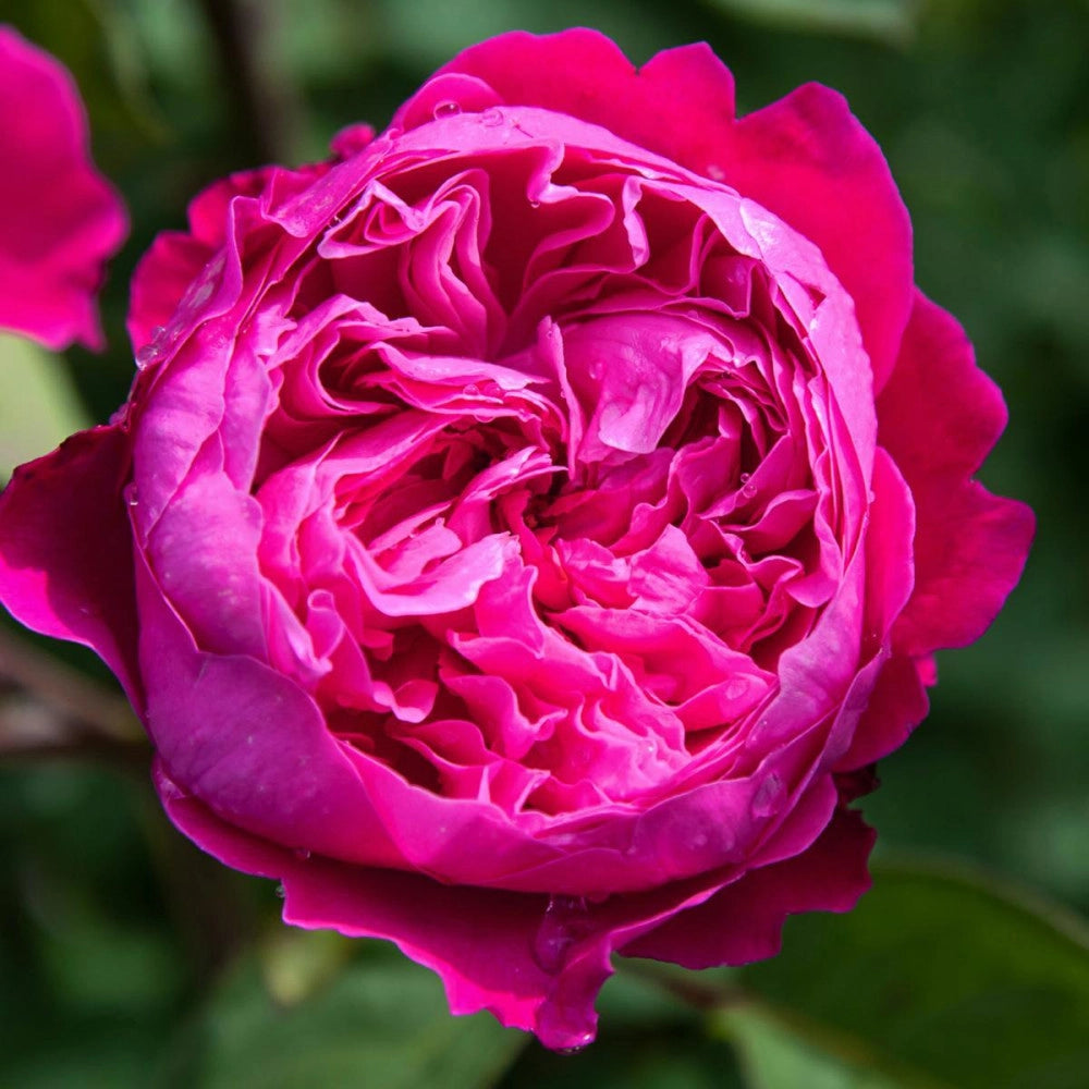 Pianta Rosa Accademia foto reali
