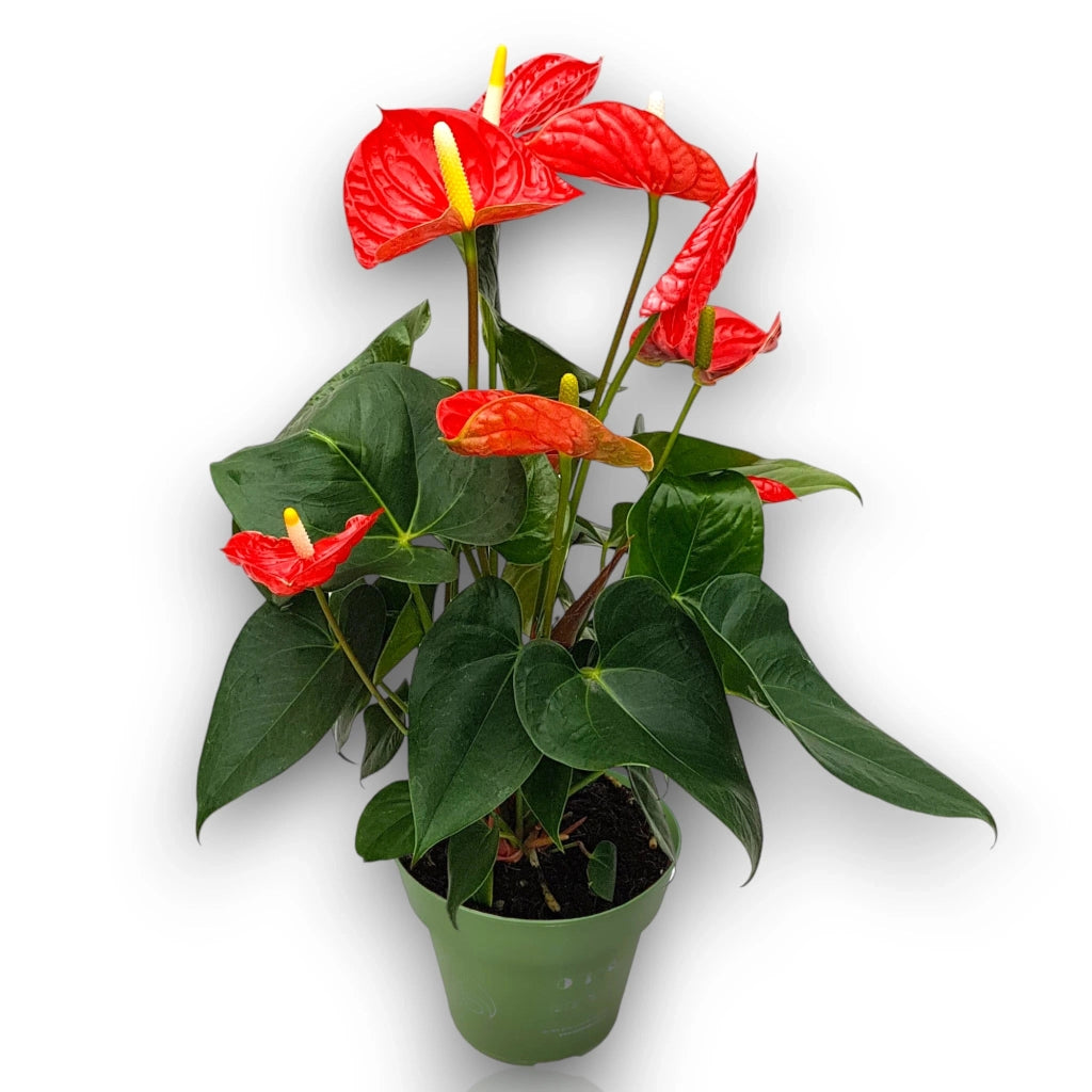 Gardenaria Anthurium andreanum 'Madural' - Pianta da interno ornamentale Altezza: 65 cm (vaso 17)