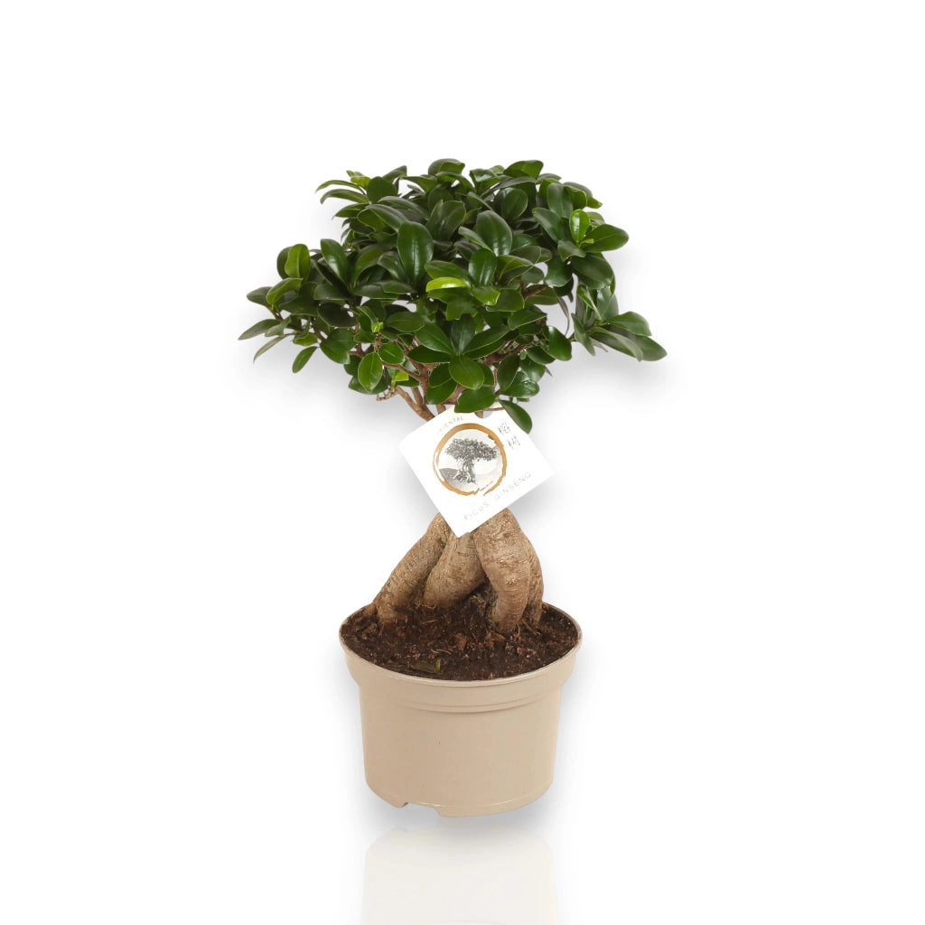 Gardenaria Ficus microcarpa 'Ginseng' bonsai - Pianta da interno ornamentale Altezza: 30 cm (vaso 12)