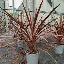 Cordyline australis Red Star vaso 24 cm – Pianta ornamentale da esterno