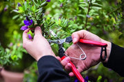 Serra per steli di frutta fiori e verdura - serra compatta in acciaio - lama in acciaio inox - 190 mm di lunghezza - nr. 322