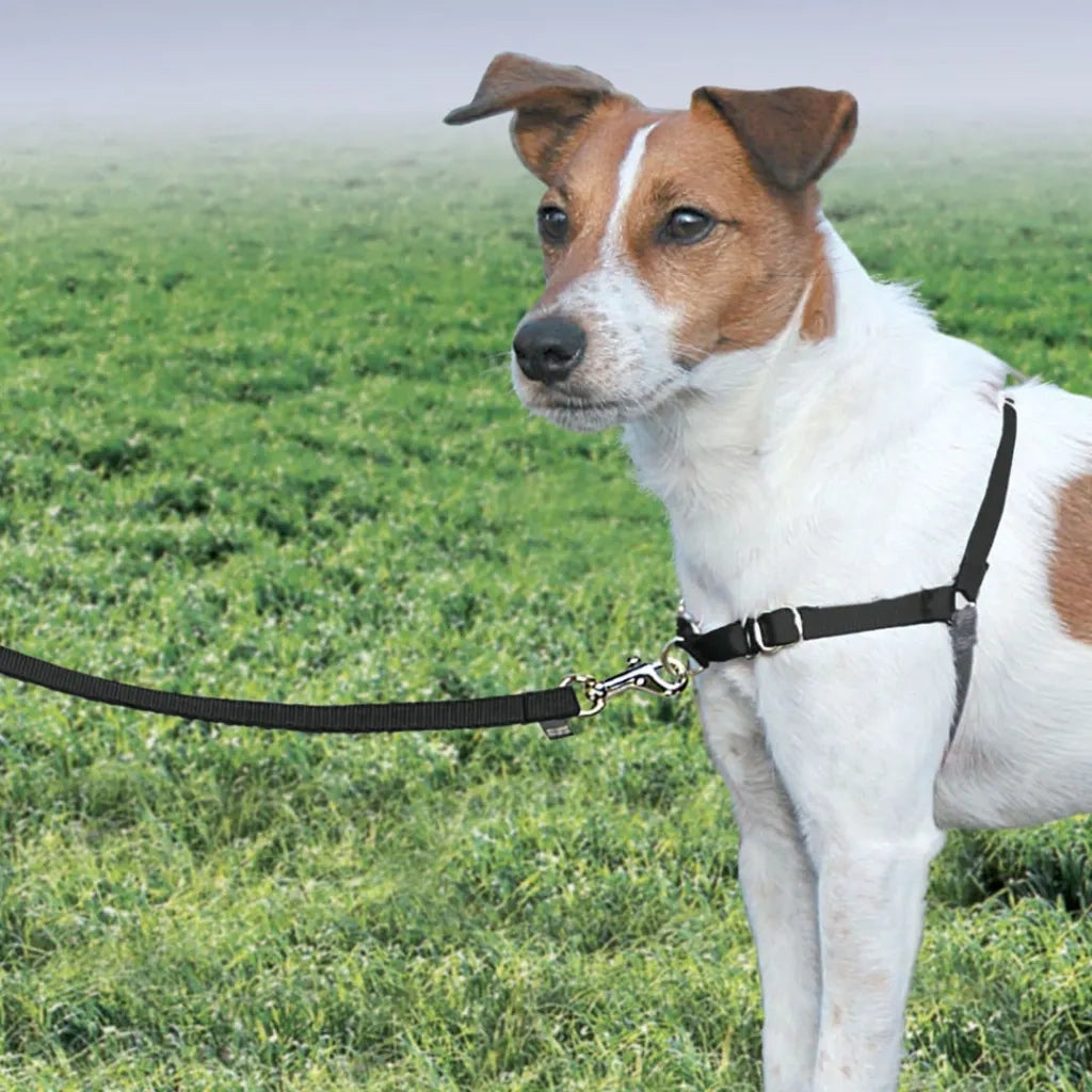 PetSafe Pettorina per Cani Easy Walk Misura S Nera 428425