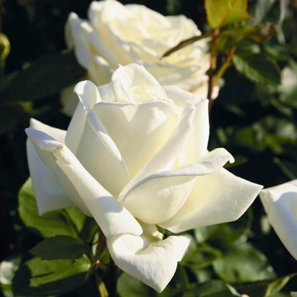Gardenaria Rosa 'Stella Polare' - Rosa da giardino Altezza: 40/50 cm (vaso20)