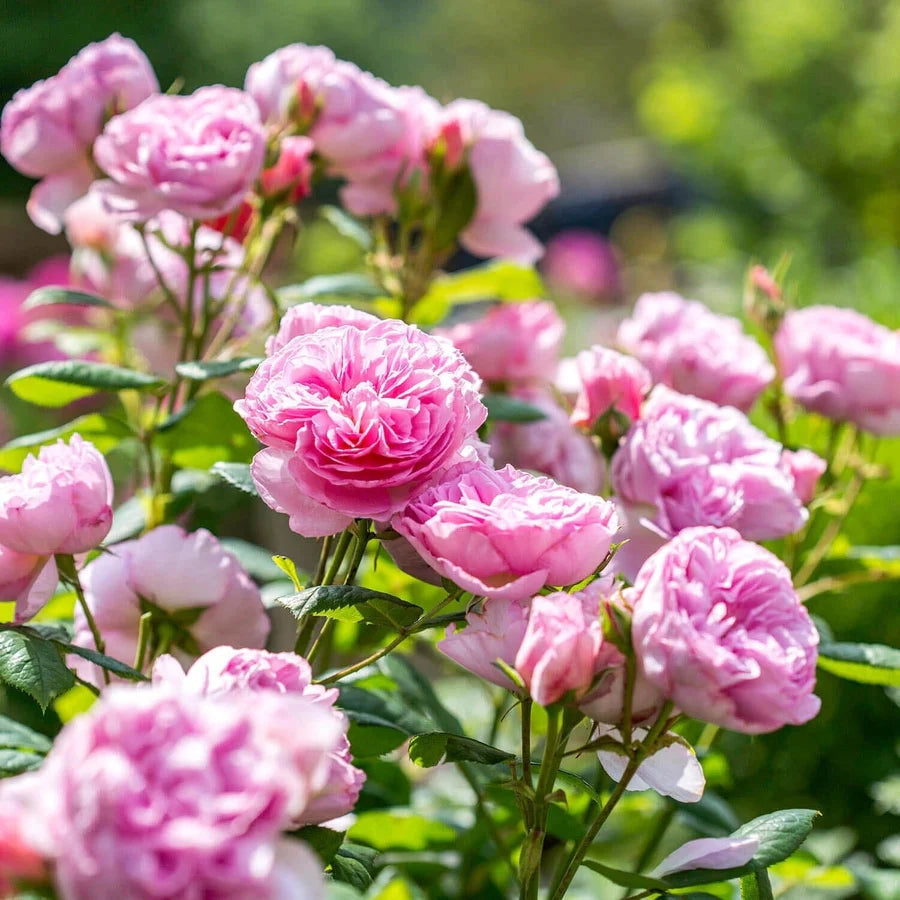 Gardenaria Rosa 'Ancient Mariner' - Rosa da giardino Altezza: 40/50 cm (vaso20)