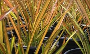 Phormium Apricot Queen – Pianta Ornamentale Sempreverde in Vaso 24 Elegante