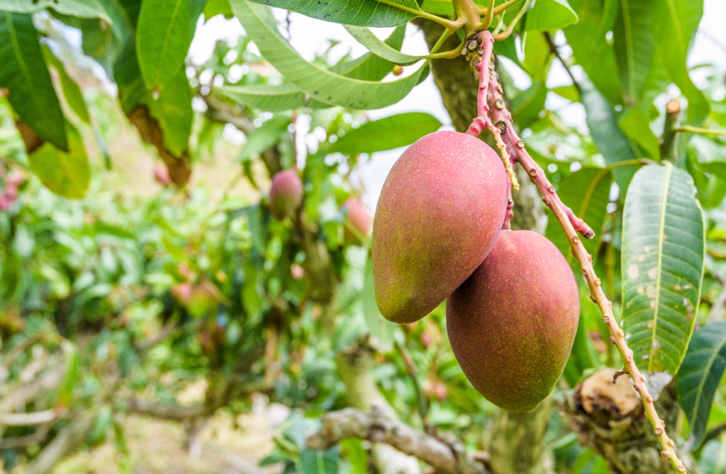 Pianta di Mango Alphonso – Varietà Pregiata dal Sapore Dolce e Aromatico