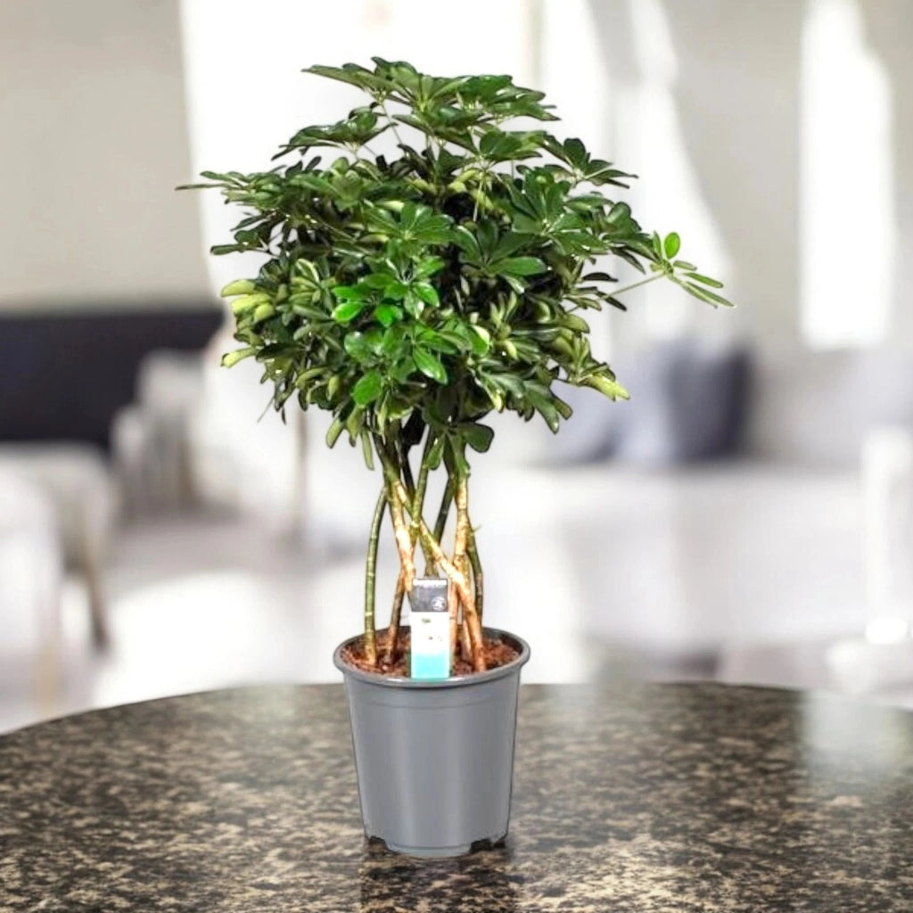 Gardenaria Schefflera arboricola 'Compacta' - Pianta da interno ornamentale Altezza: 120 cm (vaso 27)