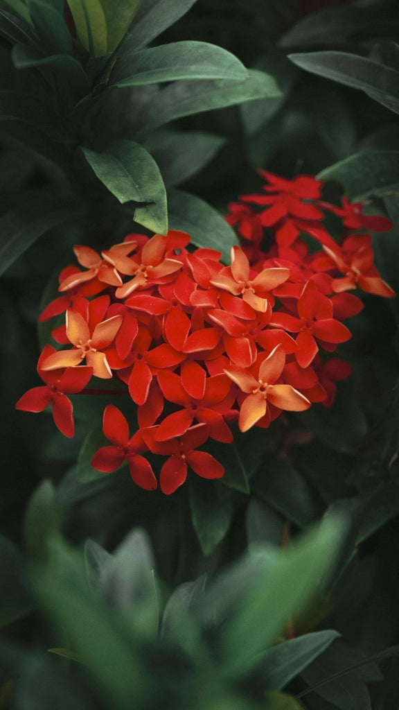 IXORA COCCINEA VASO 24