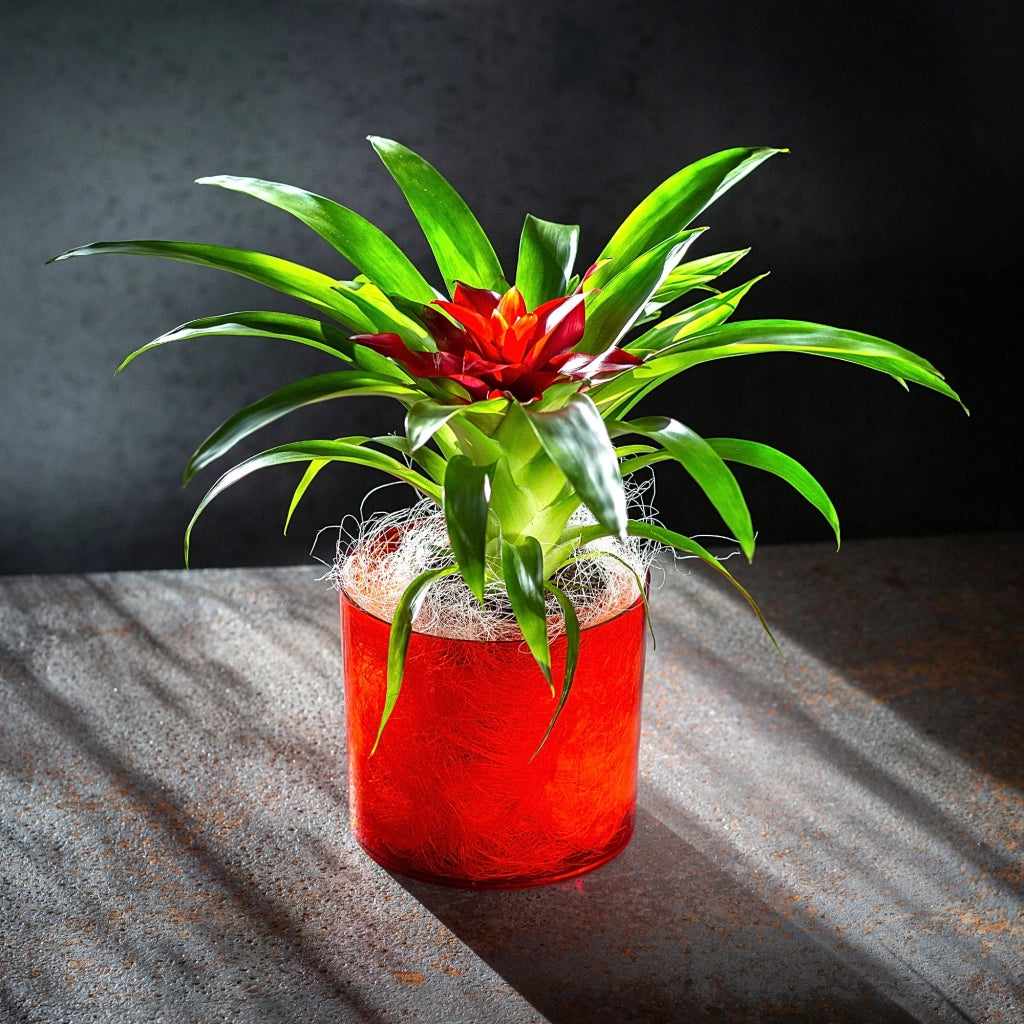 Vaso da fiori KADAX rotondo in plastica, 15 cm, rosso