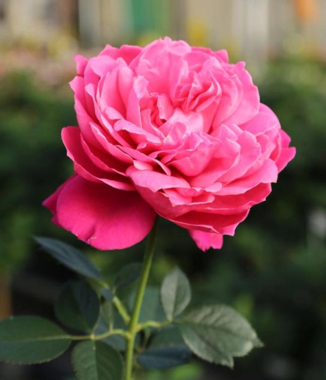 Rosa a cespuglio ALEXANDRE ASTIER ®