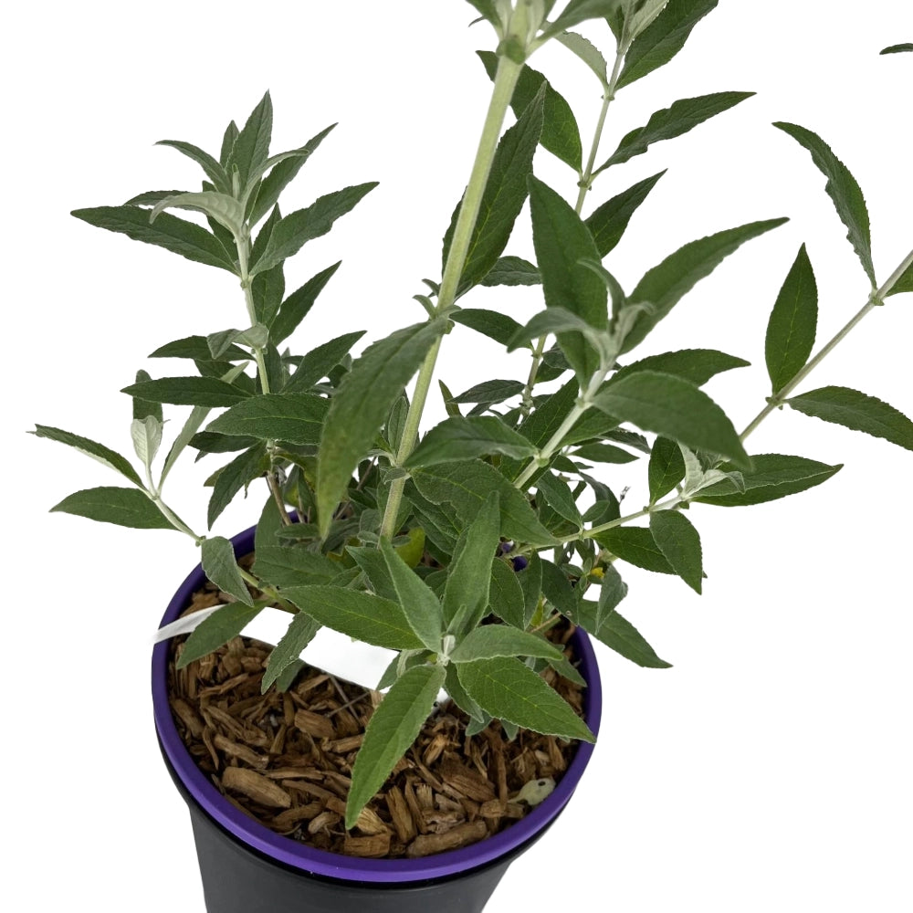 BUDDLEJA Davidii MIDNIGHT Viola ALBERO DELLE FARFALLE in vaso 18 cm AMDGarden