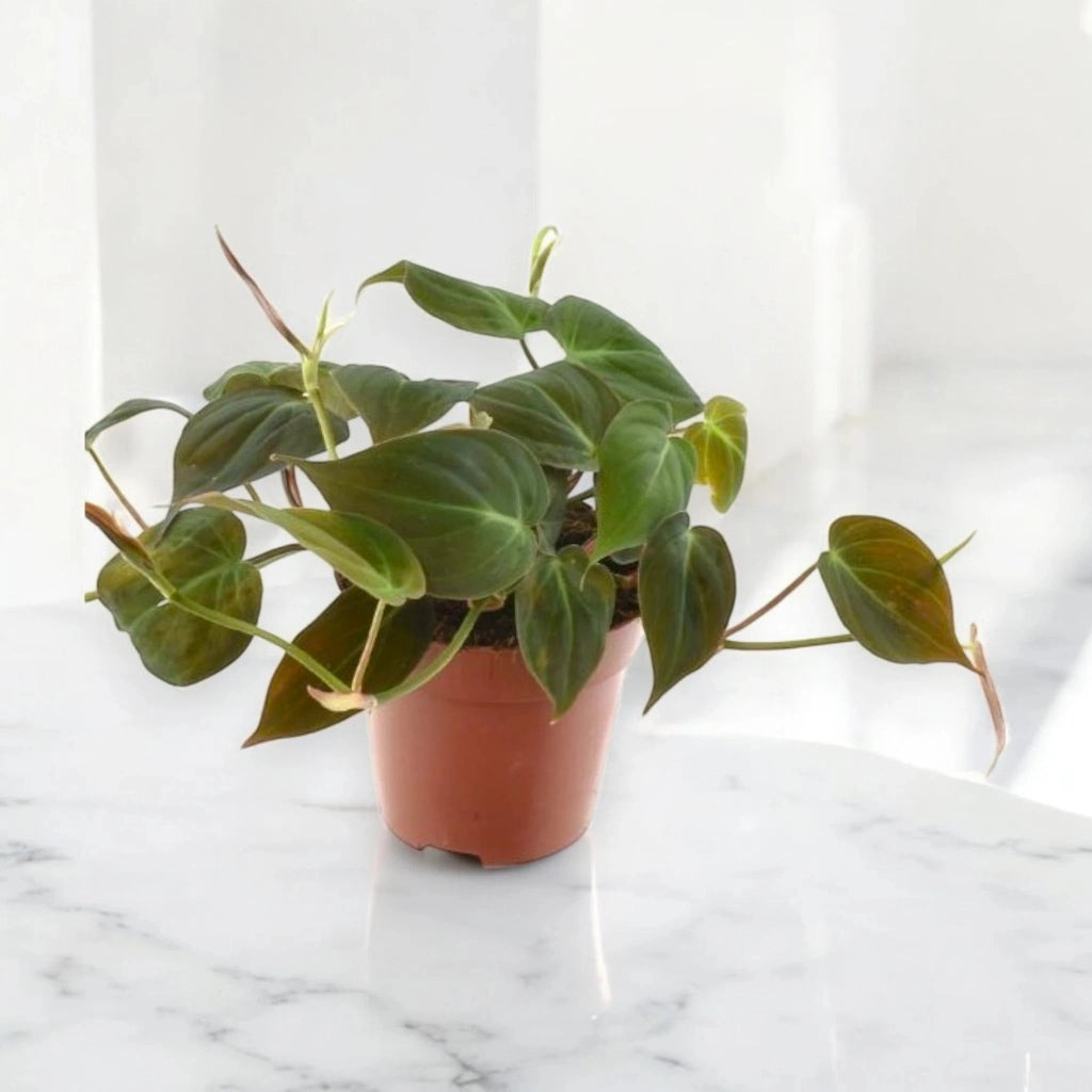 Gardenaria Philodendron scandens - Pianta da interno ornamentale Altezza: 35 cm (vaso 20)