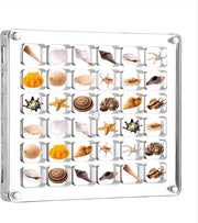 Cassa per la raccolta con cassa per conchiglie - Display per conchiglie - Cassetto per conchiglie - Adatto per mini esemplari di fossili - Cassetto trasparente - Cassa per miniatura conchiglie