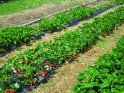 TELO PER PACCIAMATURA FORI SFALSATI Distanza fori cm. 30-30 H. cm. 120 Rotolo mtl. 50