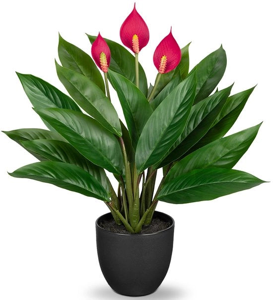 Pianta Decorativa Calathea con 22 Foglie in un Vaso di Plastica, Altezza 43cm, Verde