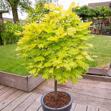 ACER SHIRASAWANUM VASO 19 Acero Giapponese Ornamentale