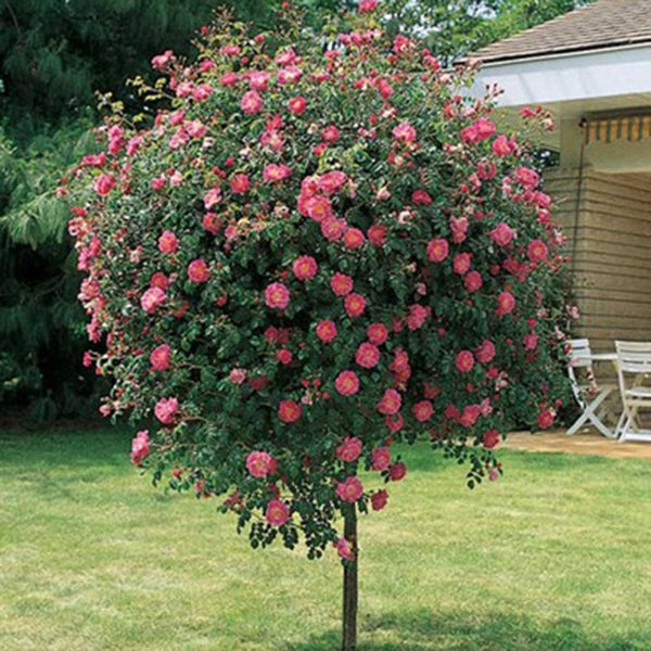 Pianta ROSA MAGIC MEILLANDECORE® alberello FUXIA MEILLAND PIANGENTE in vaso 24cm AMDGarden