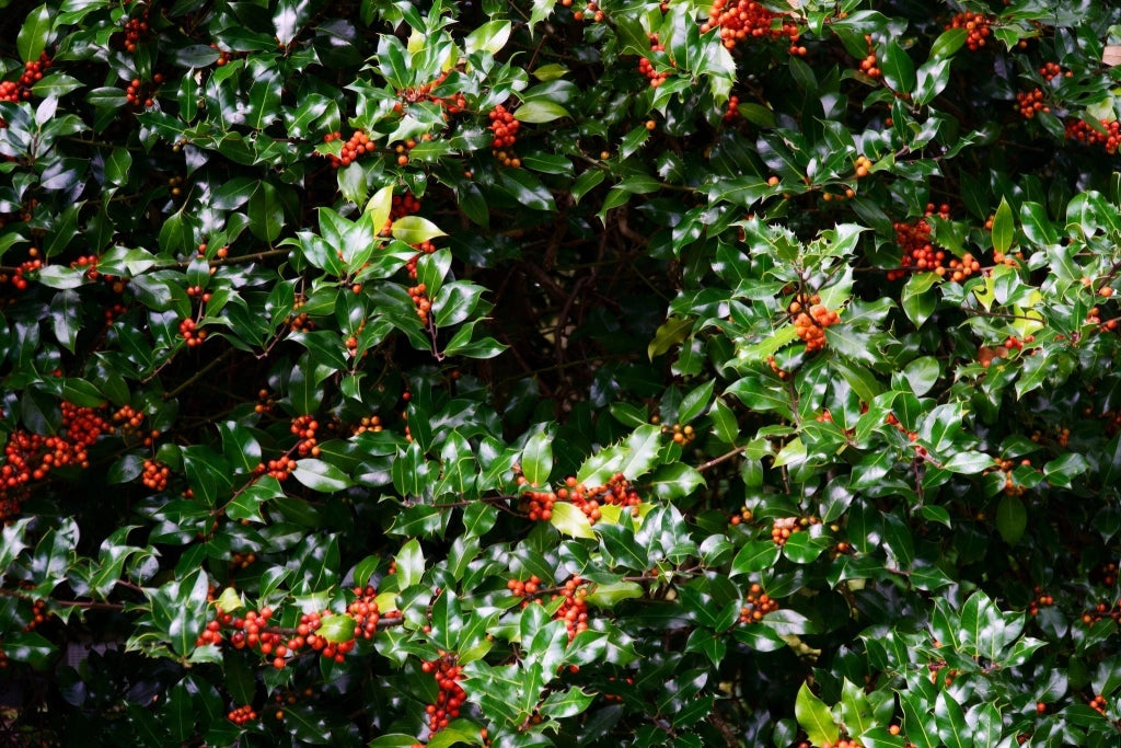 AGRIFOGLIO NELLIE STEVENS (ILEX NELLIE R. STEVENS) ALBERELLO VASO 30