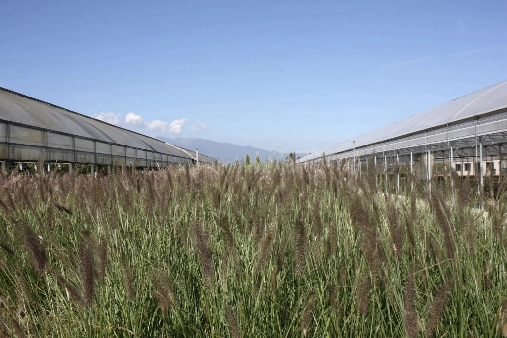 Gardenaria Pennisetum alopecuroides 'Foxtrot' - Graminacea ornamentale da esterno Altezza: Vaso 19