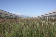 Gardenaria Pennisetum alopecuroides 'Foxtrot' - Graminacea ornamentale da esterno Altezza: Vaso 19
