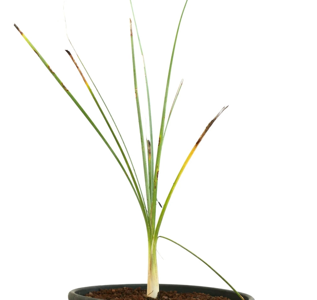 Dasylirion cedrosanum – Pianta ornamentale scultorea per giardini xerofili
