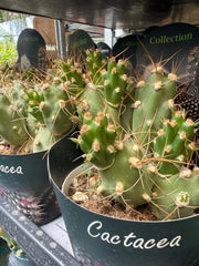 Tephrocactus alboareolatus vaso 14 cm – Cactus raro