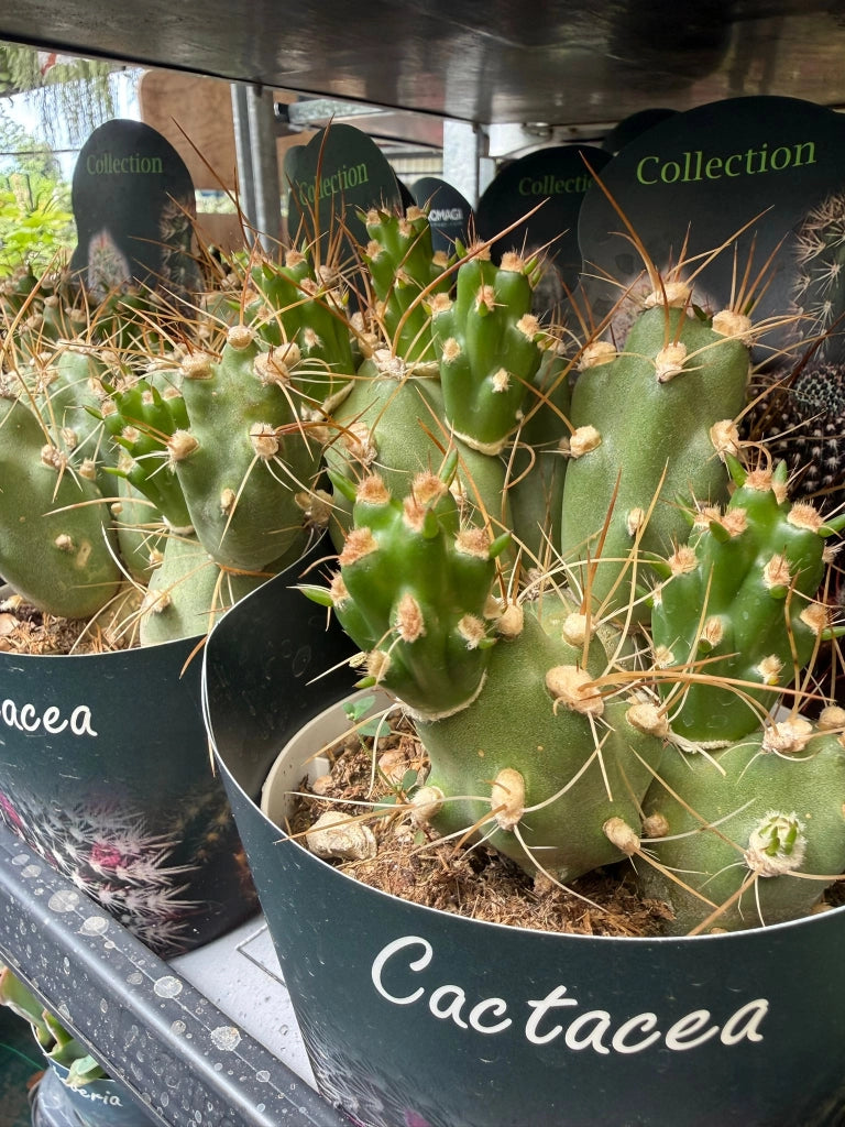 Tephrocactus alboareolatus vaso 14 cm – Cactus raro