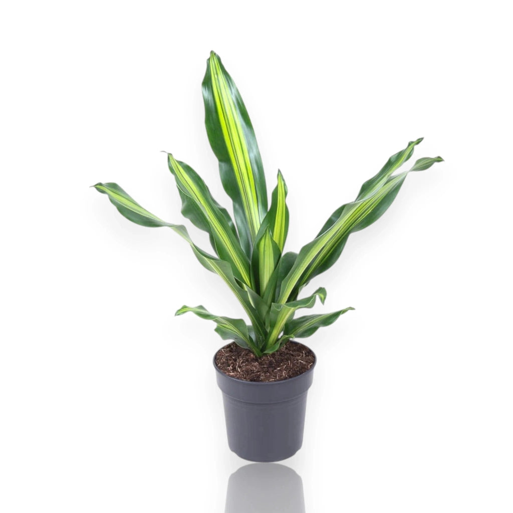 Gardenaria Dracaena fragrans 'Burley' - Pianta da interno ornamentale Altezza: 70 cm (vaso 21)