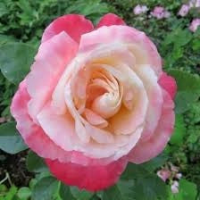 Rosa ‘Laetitia Casta’ – Rosa rosa profumata a fiore grande
