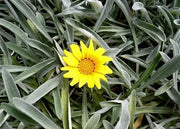 Pianta Gazania marittima, vaso 18 foto reali Colore: Giallo