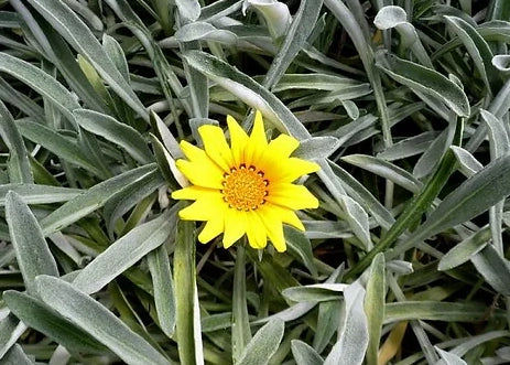 Pianta Gazania marittima, vaso 18 foto reali Colore: Giallo