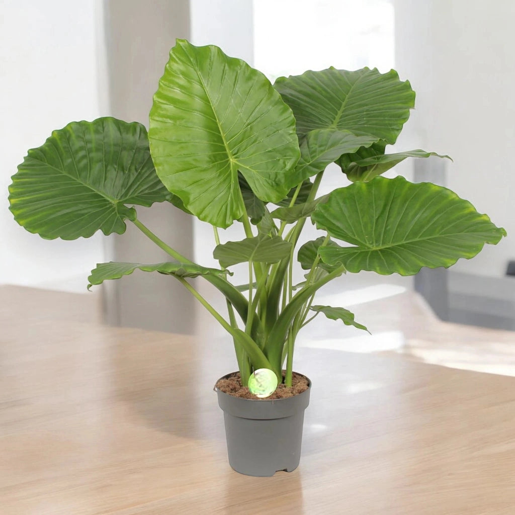 Gardenaria Alocasia gageana - Pianta da interno ornamentale Altezza: 85 cm (vaso 21)