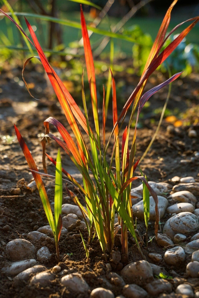 IMPERATA CYLINDRICA RED BARON (ERBA GIAPPONESE DEL SANGUE) VASO 24