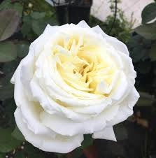 Rosa ‘Jeanne Moreau’ – Rosa bianca profumatissima a fiore grande