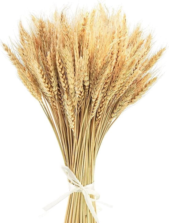 Fiore di grano essiccato Premium - 100 pezzi - Decorazione per camino, cucina, matrimonio - Corona di Natale - Decorazione per tavola religiosa e festiva