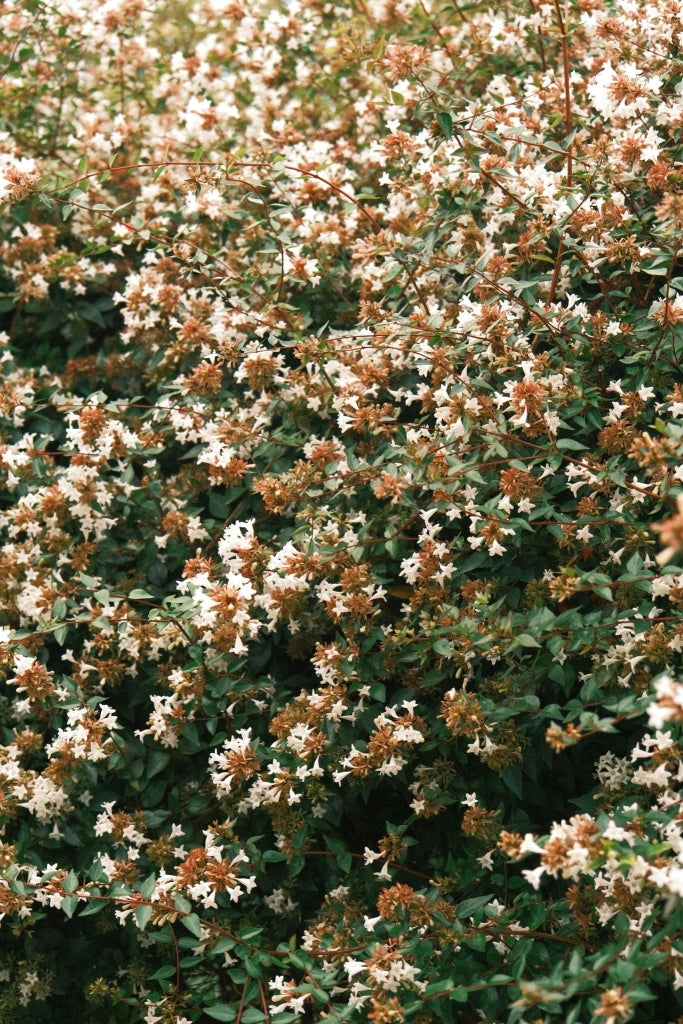 ABELIA GRANDIFLORA BIANCO VASO 24
