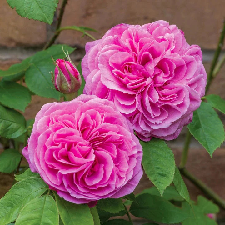 Rosa Gertrude Jekyll: profumo intenso e fioritura romantica inglese
