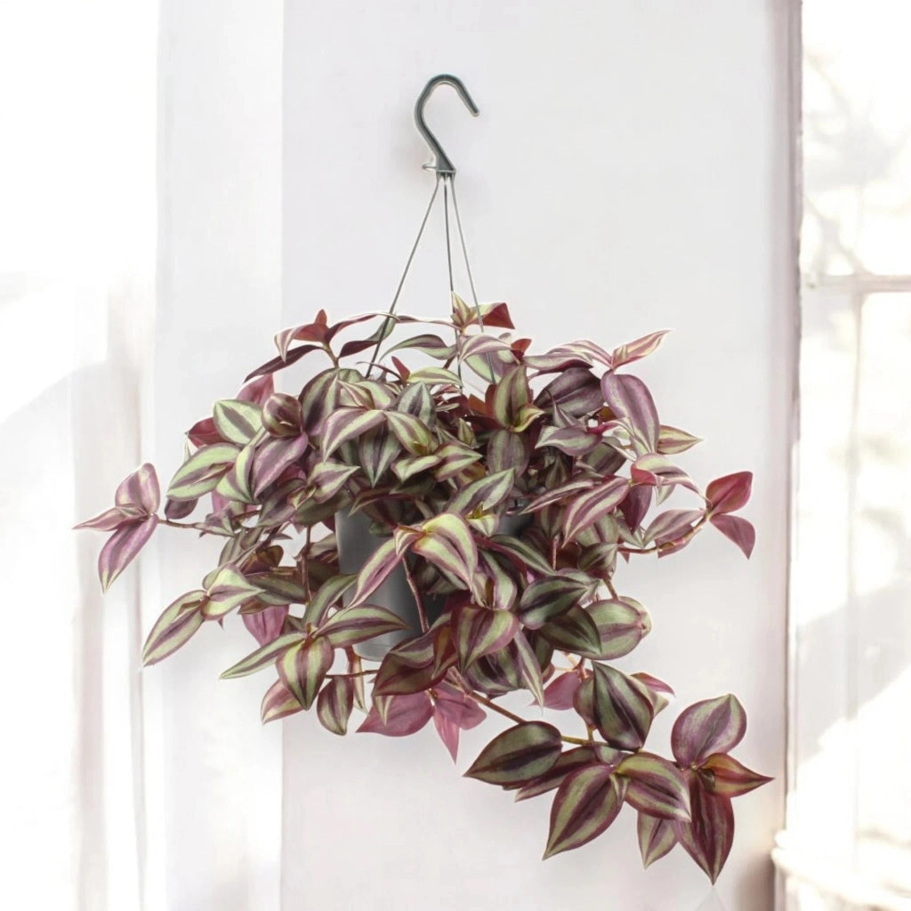 Gardenaria Tradescantia zebrina Violet - Pianta da interno ornamentale Altezza: 25 cm (vaso 17)