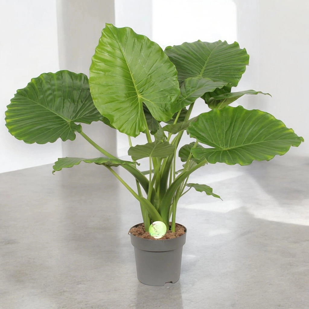 Gardenaria Alocasia gageana - Pianta da interno ornamentale Altezza: 85 cm (vaso 21)