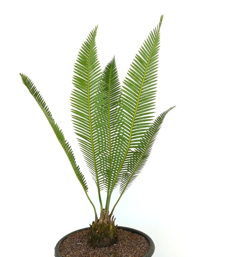 Dioon edule – Cicadea sempreverde ornamentale resistente dal fascino preistorico