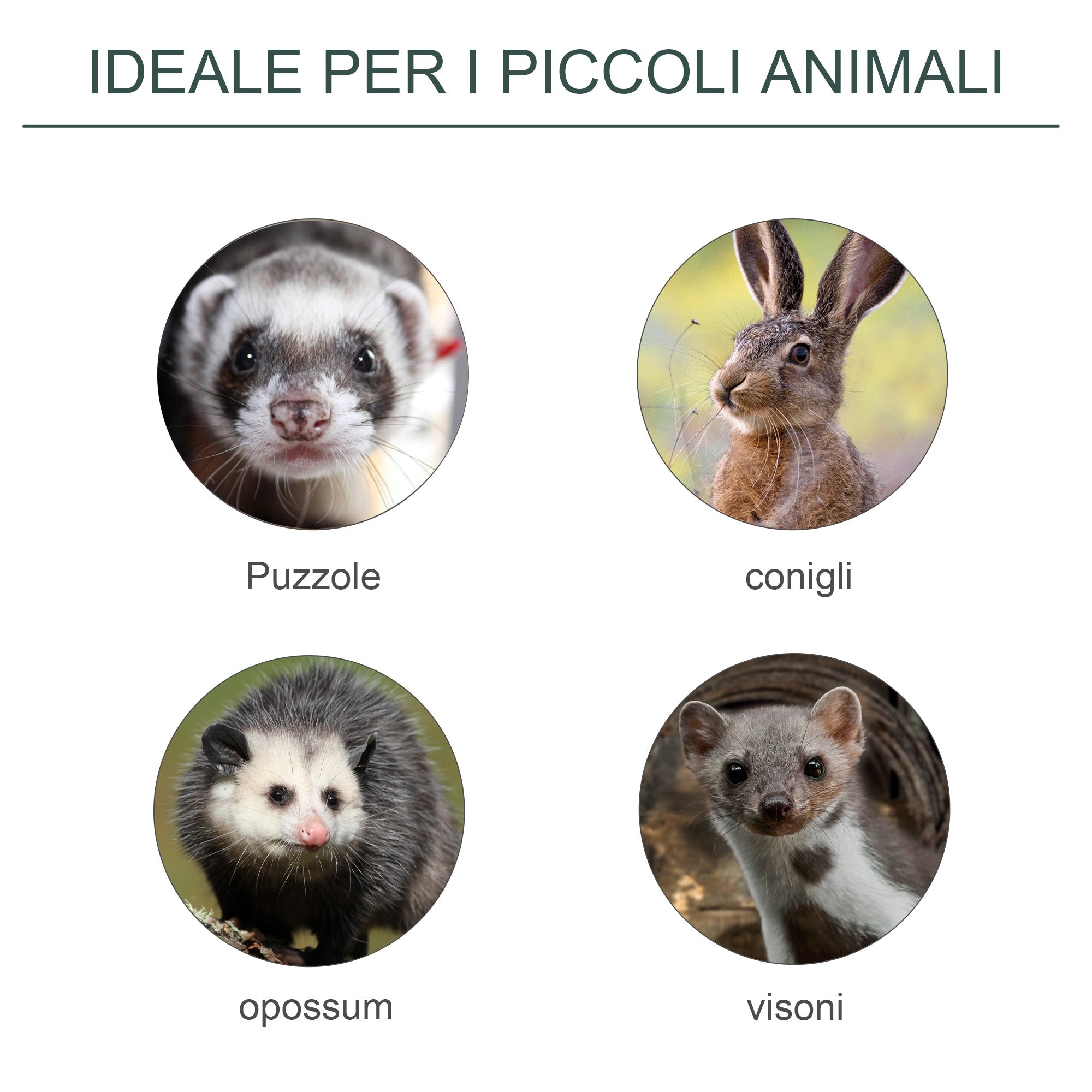 EasyComfort Gabbia Trappola per Ratti, Topi e Nutrie con Porta Singola, 60x18x20cm, Verde