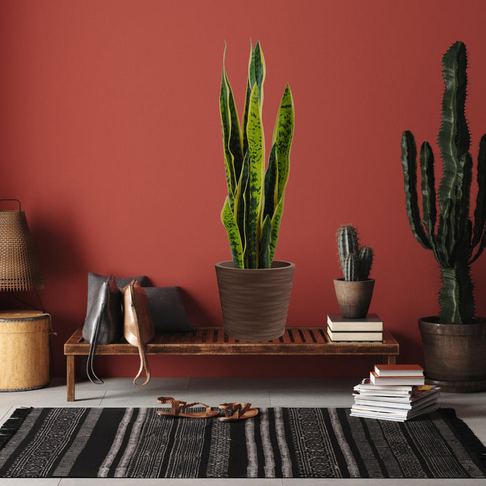 Pianta artificiale per interno Sanseveria cm 65 bicolor con vaso in ceramica