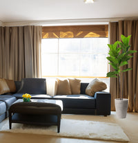 Pianta Ficus Elastica 140 cm